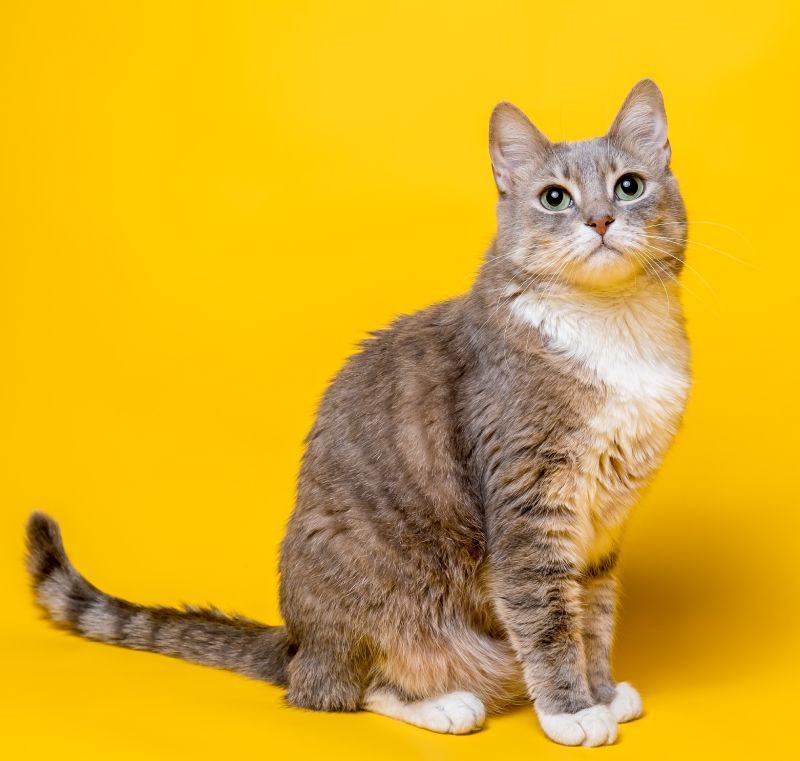 Charming cat looks interested with his head up. Isolated, on a yellow background.