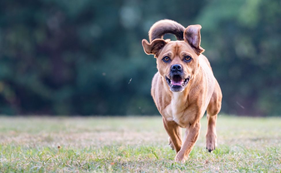 Closeup shot of a cute brown dog running in the park
