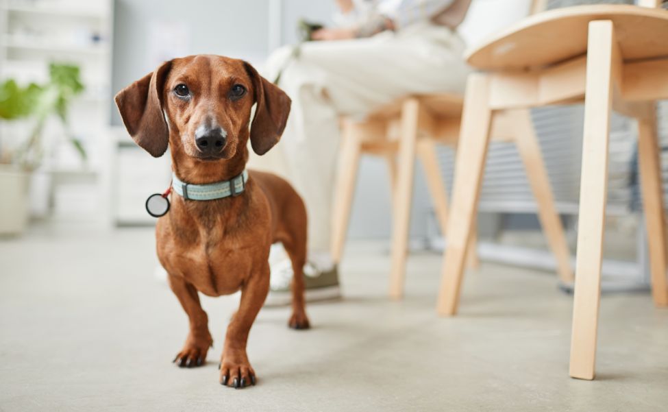 Cute brown dachshund color standing on the floor of vet clinic