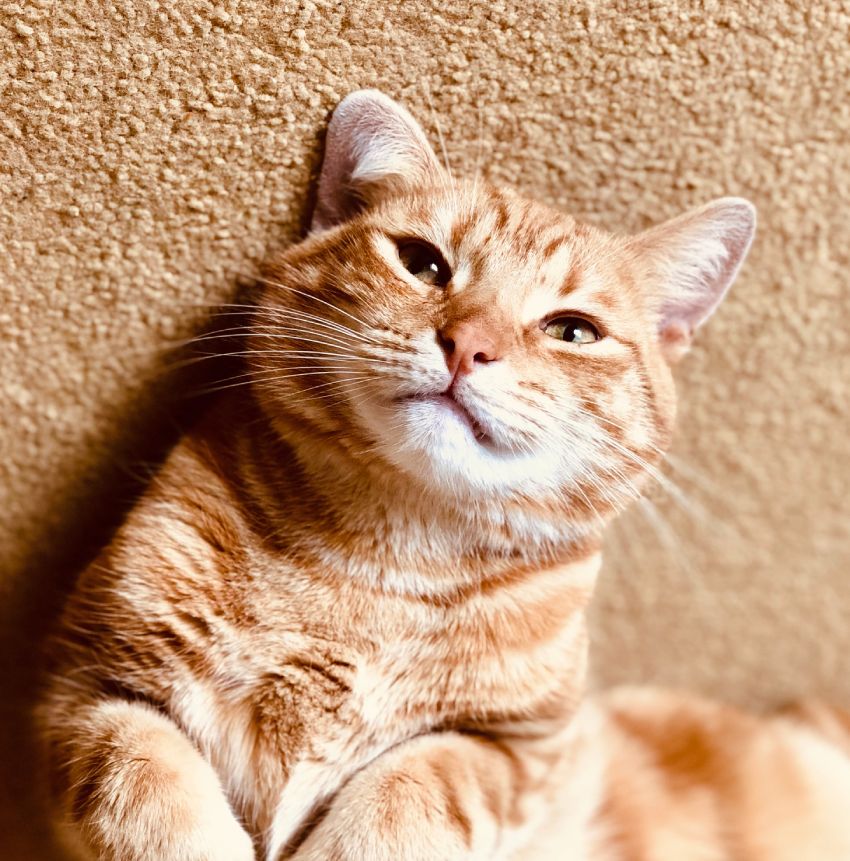 cute ginger tabby cat