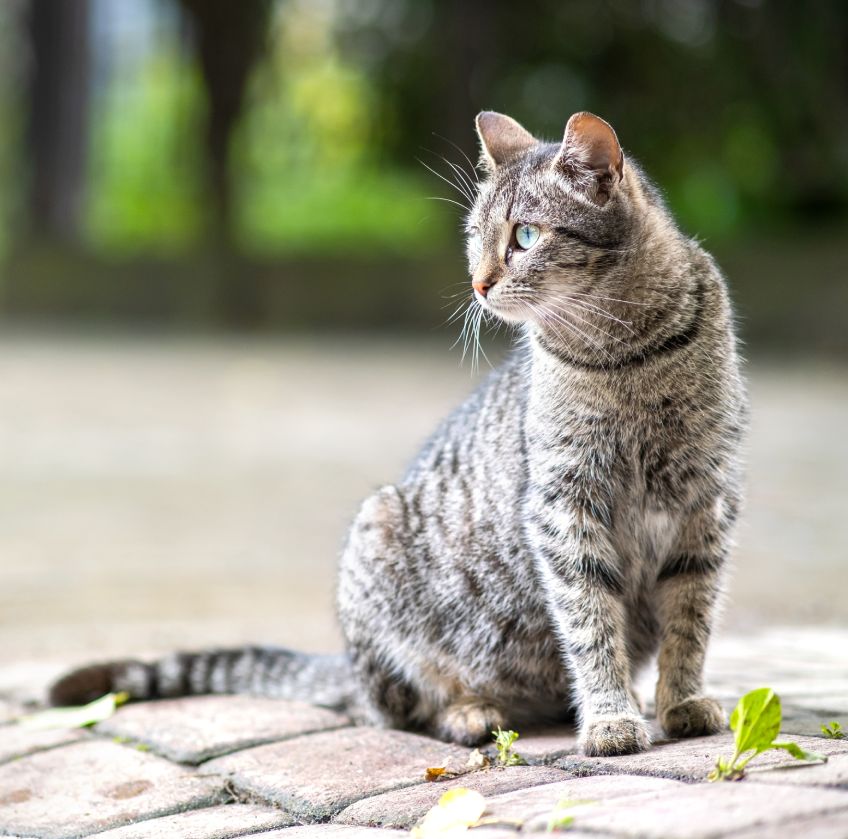 Cute gray striped cat standing outdoors on summer street.
