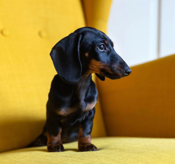 Cute puppy of dachshund