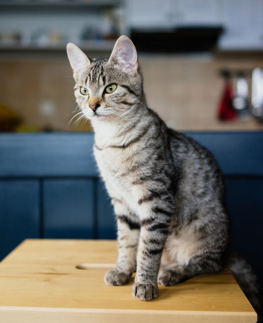 Cute young cat sitting