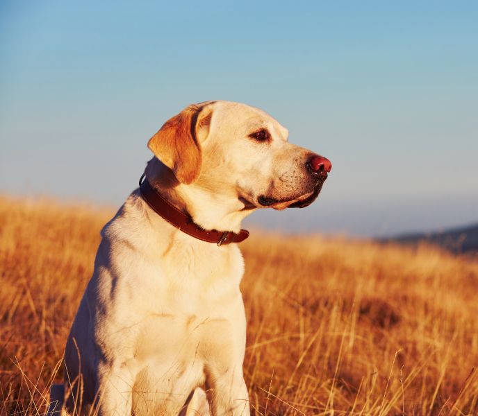 Yellow labrador retriever on the trip in mountains