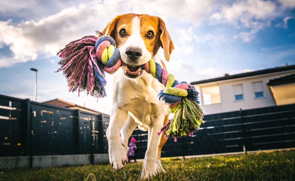 Dog run, beagle jumping fun in the garden summer sun with a toy fetching