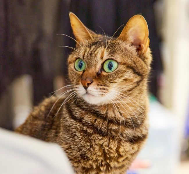 Domestic cat perched atop a wooden desk, looking off into the distance in a contemplative pose