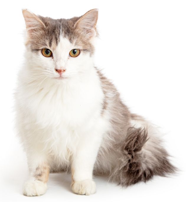 Domestic Medium Hair Grey and White Cat