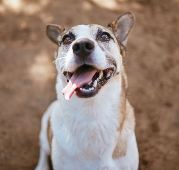 Face, dog and animal outdoor at vet with tongue out