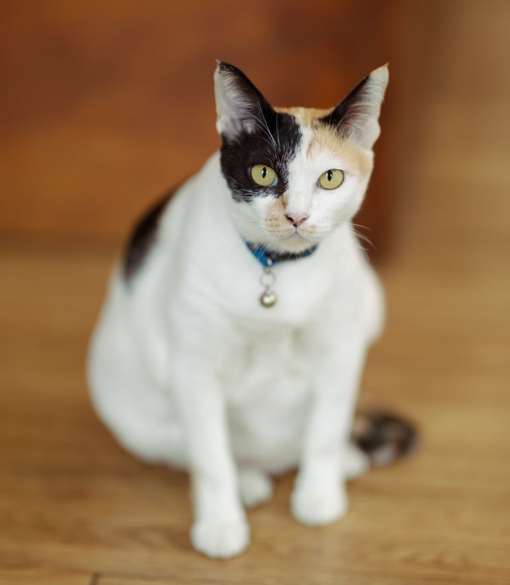 Female calico cat