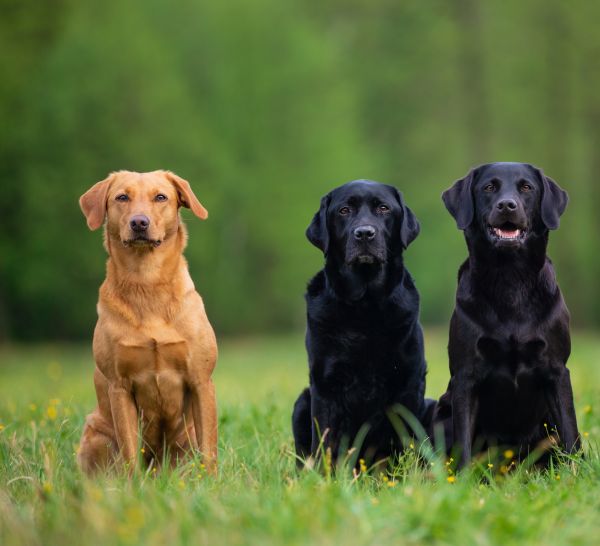 Four Labradors Retriver on a spring meadow.