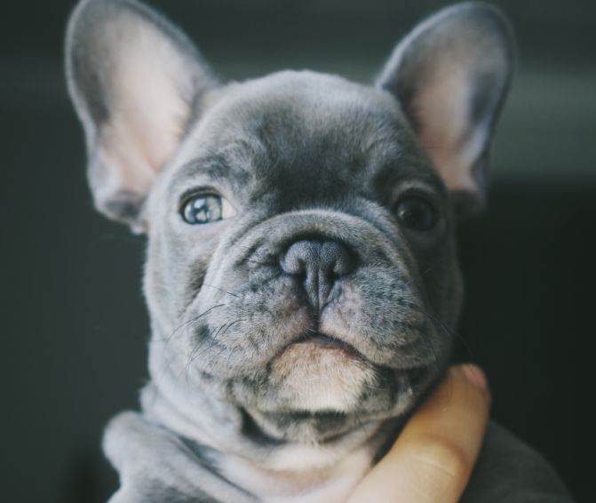 Gray pitbull puppy