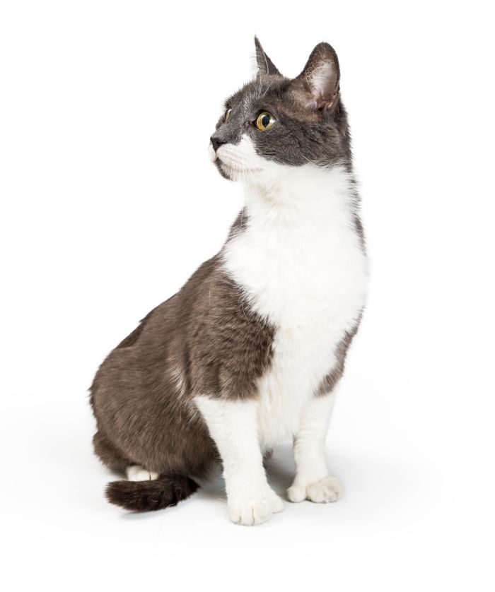 Gray and white cat sitting looking to side