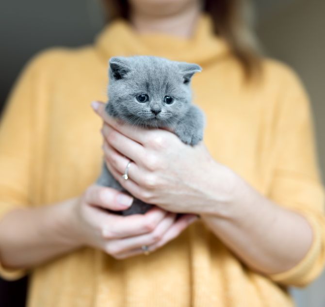 Grey adorable kitty held by a woman