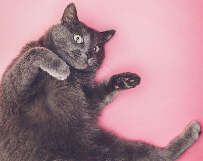 grey funny cat posing