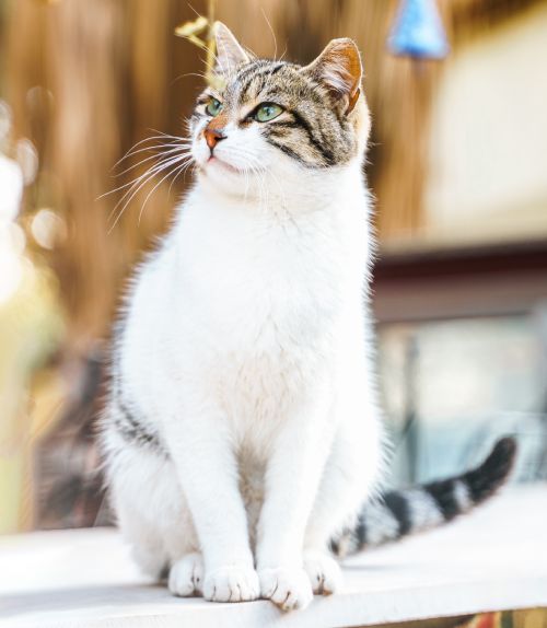 cat wander street of village
