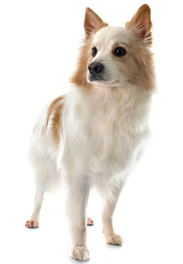 Icelandic Sheepdog in front of white background