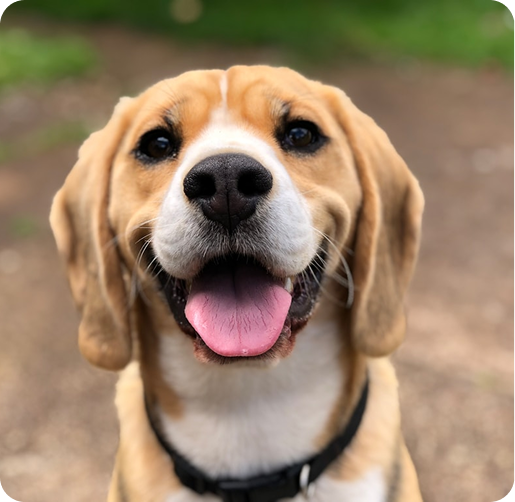 Happy beagle dog