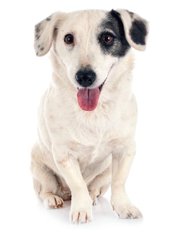 jack russel terrier