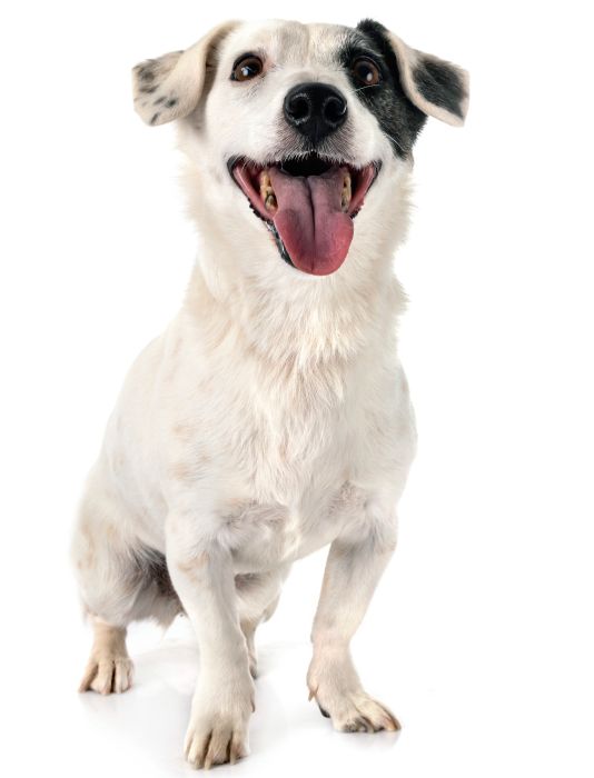 jack russel terrier in front of white background