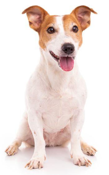 Jack Russell Terrier, isolated on white background at studio