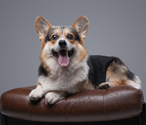 Joyful corgi dog lying on leather chair against gray background