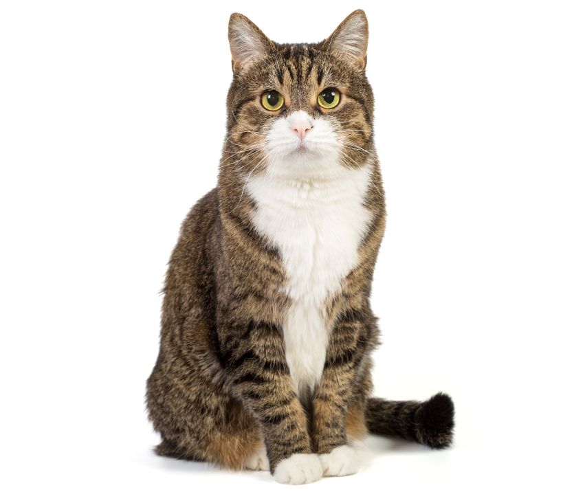 Large and serious grey cat
