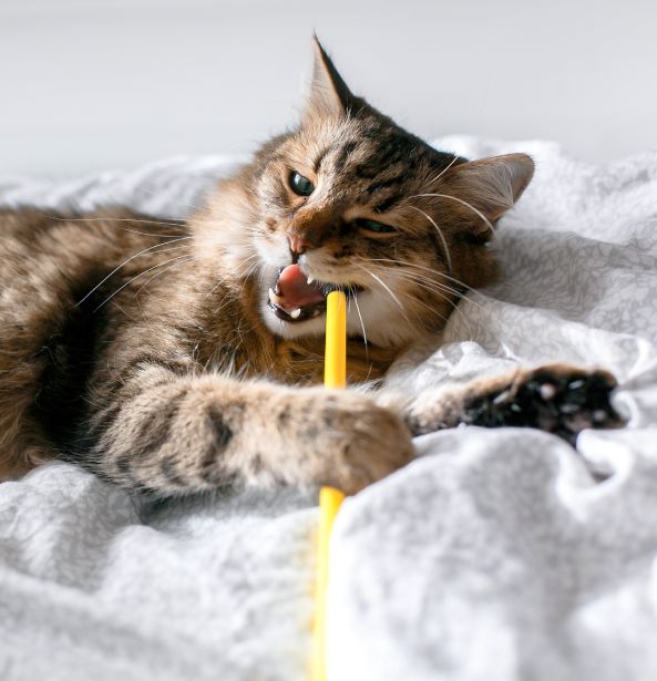 Maine coon cat playing with mouse toy and grooming on white bed