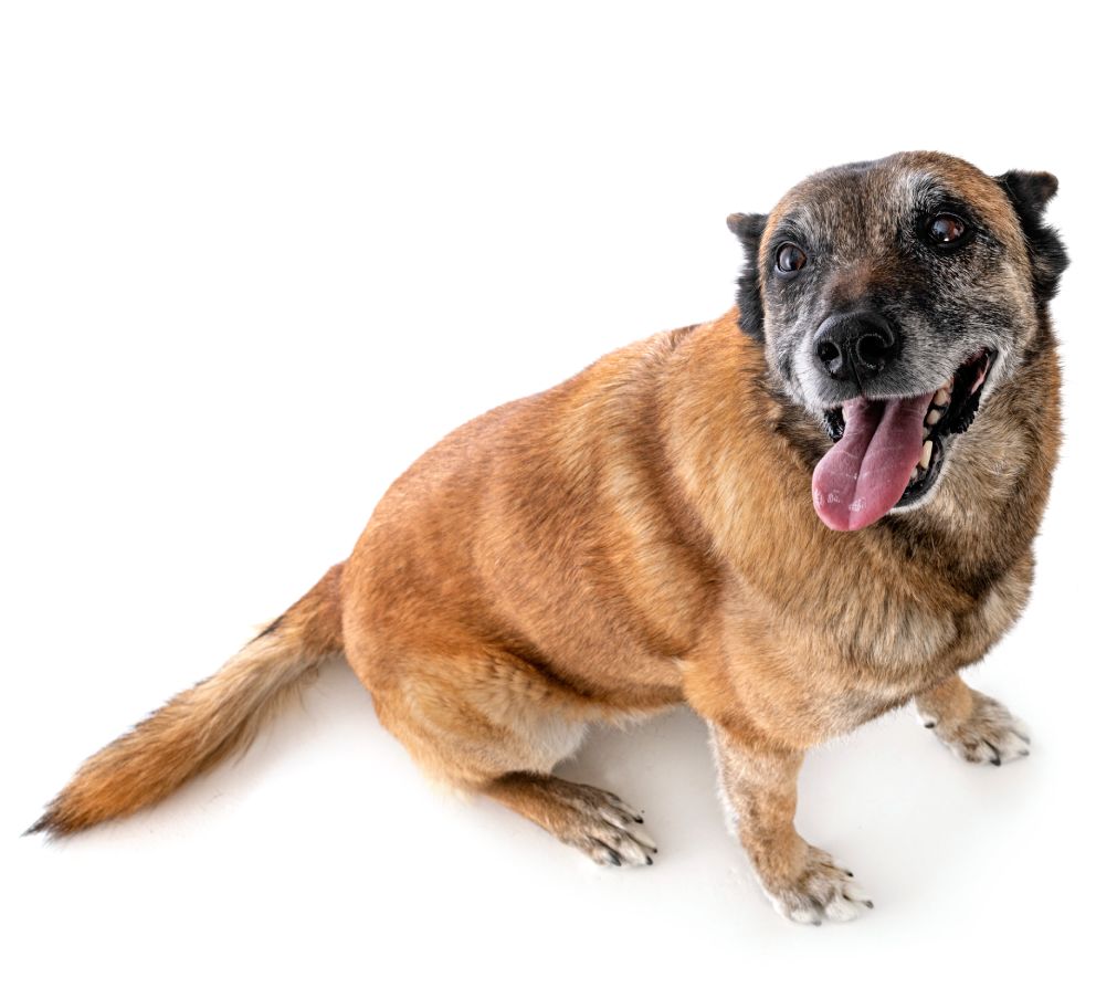 belgian shepherd in front of white background