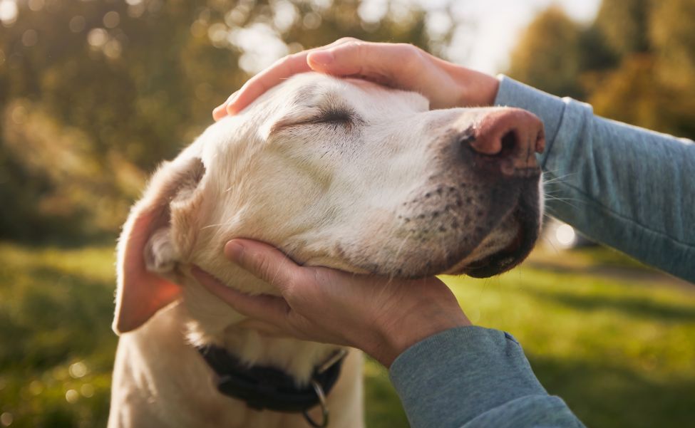Man stroking his old dog