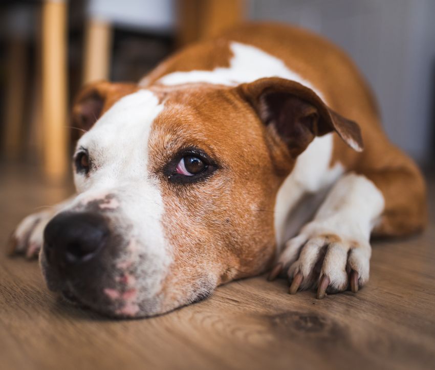 Old Dog lying on wooden floor indoors, brown amstaff terrier resting.