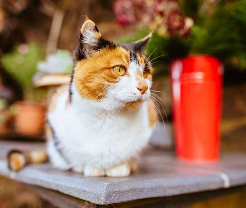 Pet Cat