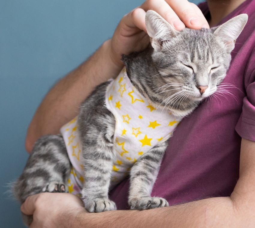 Pet sterilization concept. Adorable kitty portrait in special suit bandage recovering after surgery