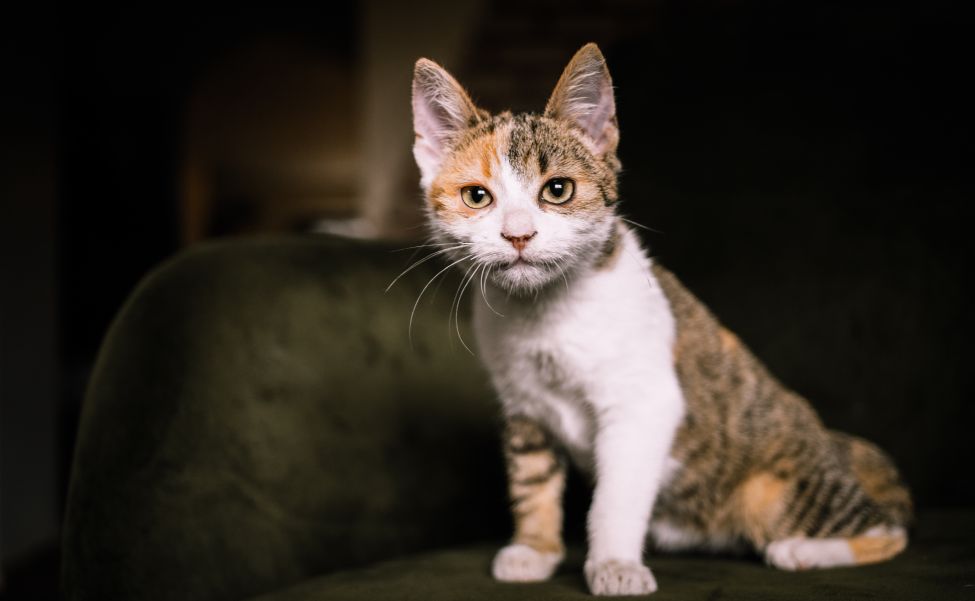 portrait of a cute little cat