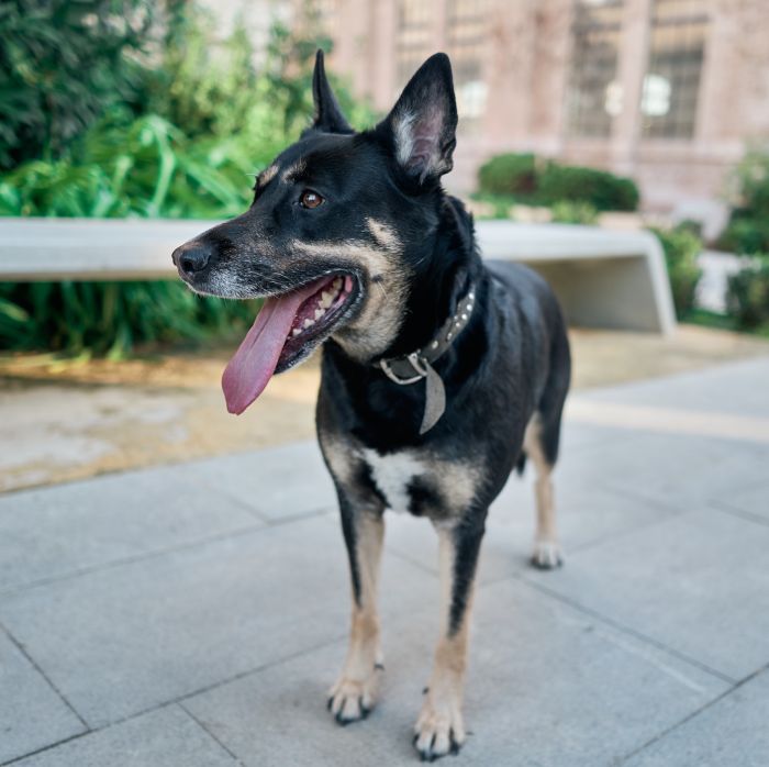 Portrait of a nice crossbreed dog