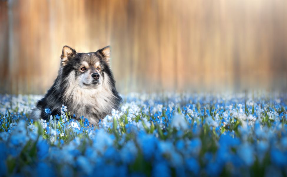 Portrait of Finnish Lapphund dog