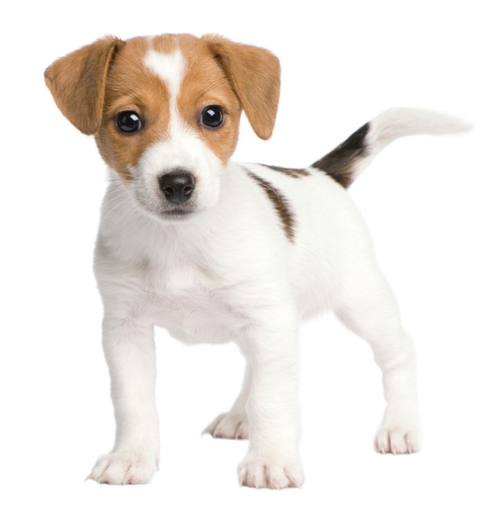 Jack Russel puppy