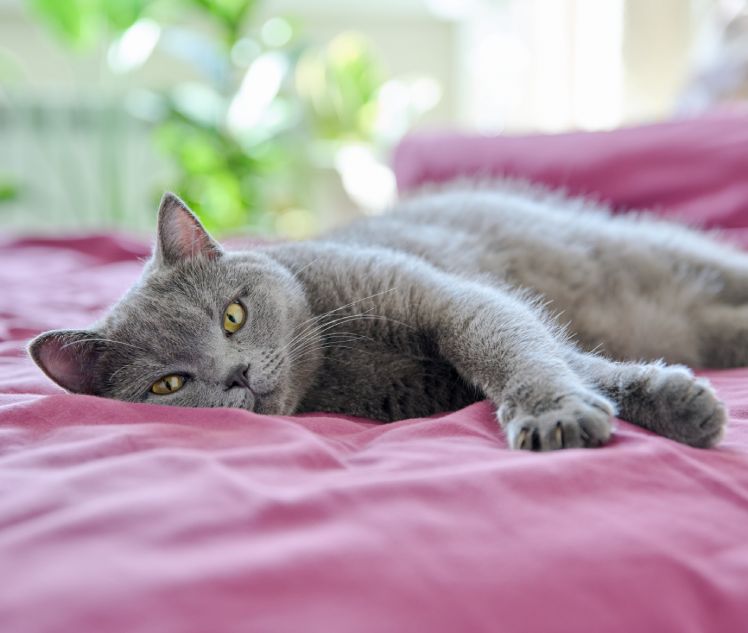 Relaxed purring gray cat lying on bed, in interior of bedroom
