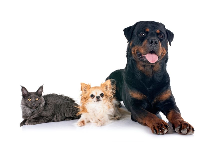 rottweiler, maine coon kitten and chihuahua