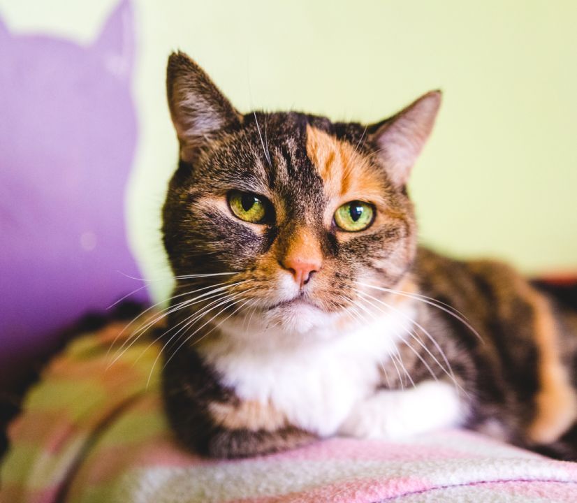 Senior calico cat