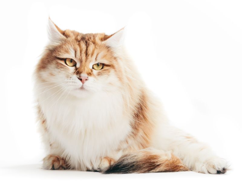 Siberian cat portrait on white background.