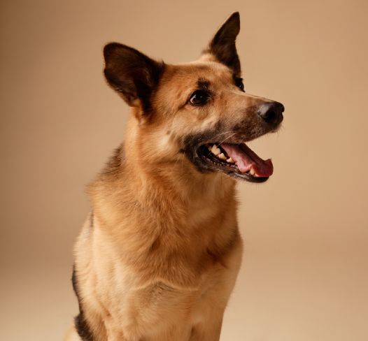 Sitting German Shepherd Studying Surroundings