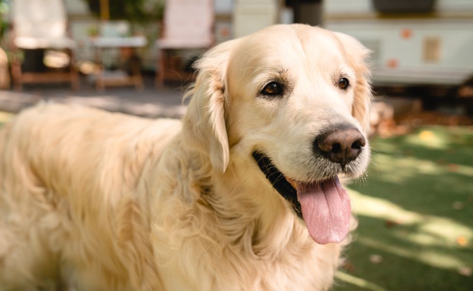 Sunny image of dog domestic animal pet golden retriever labrador walking traveling with owners