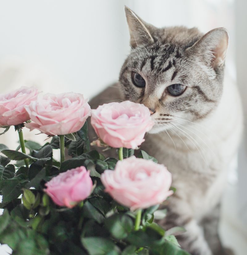 thai tabby cat with blue and slanting eyes