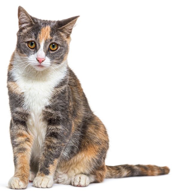 Tri colored Mixed breed cat with yellow eyes sitting, isolated