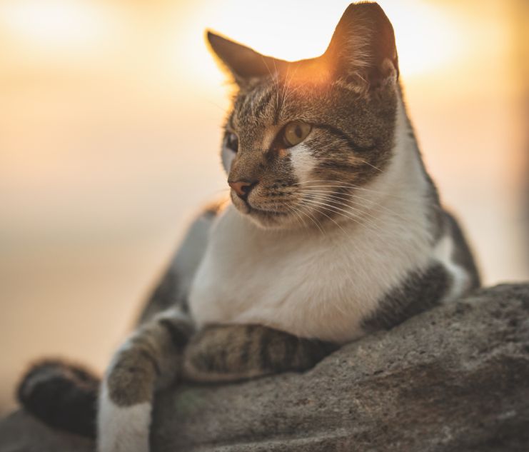 Lazy cat lying in the sunset and napping.
