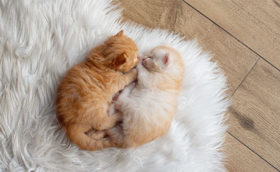 two little cute red kittens two cats are hugging