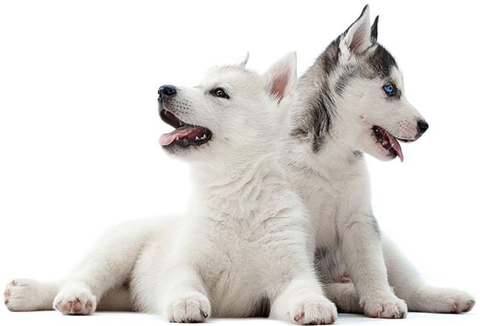 Two pretty Siberian husky puppies