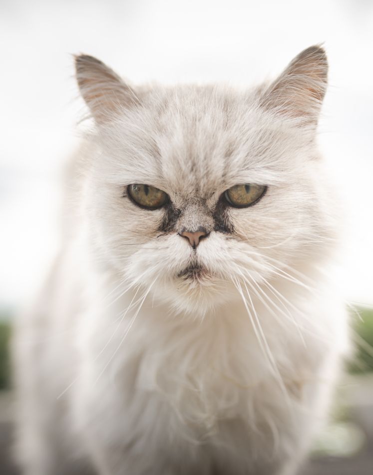 White persian cat with black Tear Stains under eyes.
