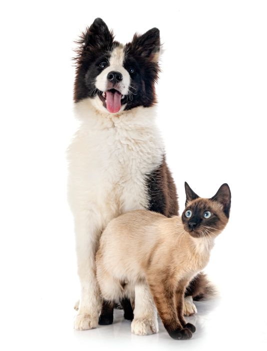 young Yakutian Laika and cat