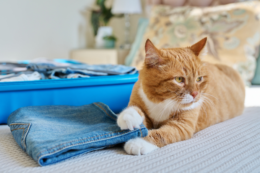 packing luggage in suitcase cat lying on bed